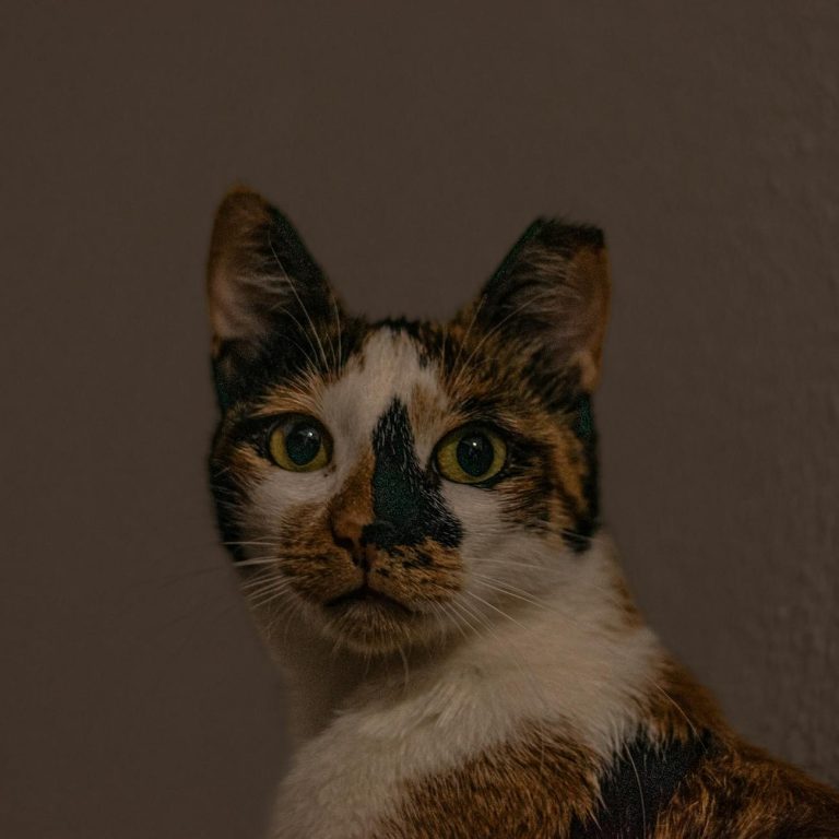 Curious Capsules: Bite-Sized Ideas to Try