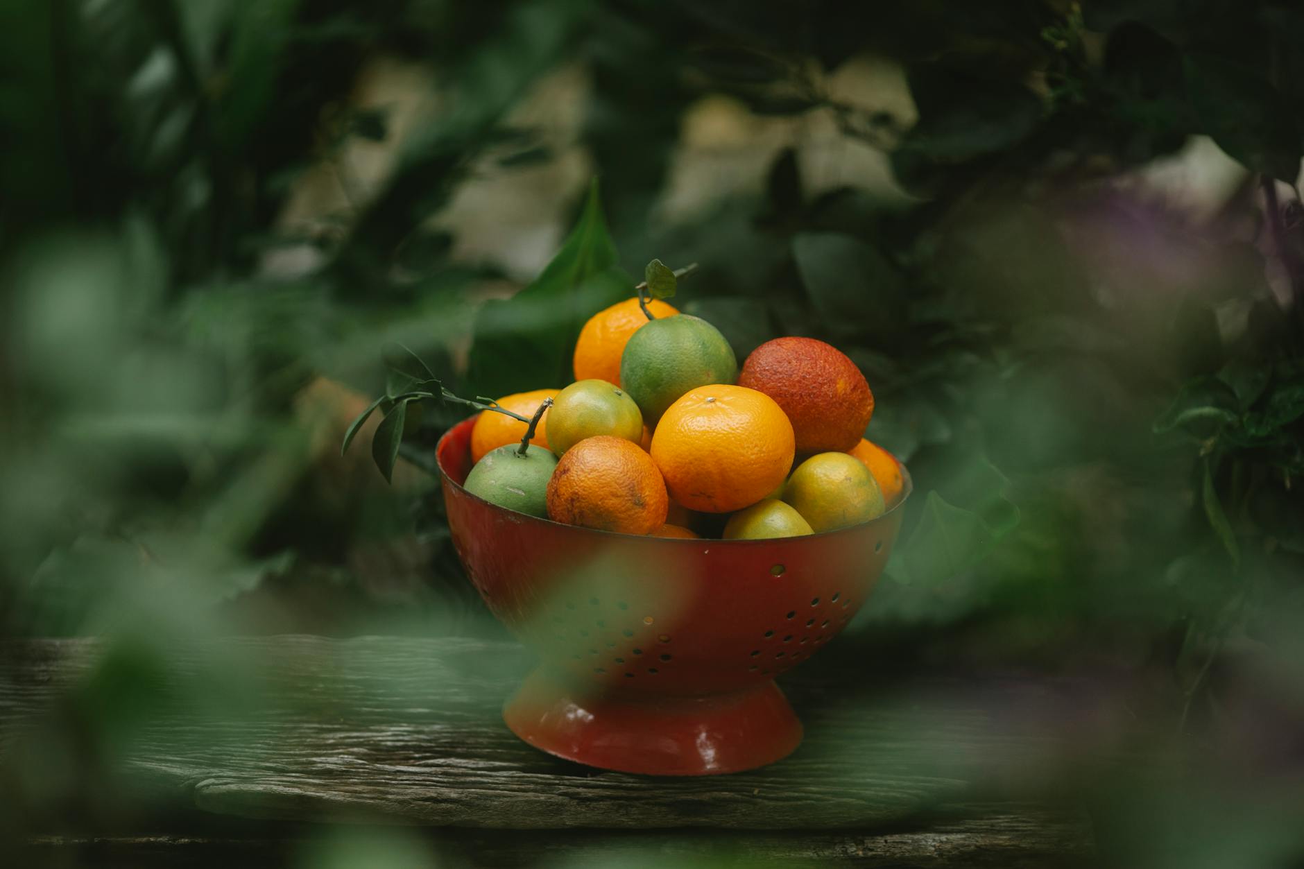 View through blurred foliage of fresh ripe oranges and mandarins with other exotic fruits placed in red colander on wooden shelf