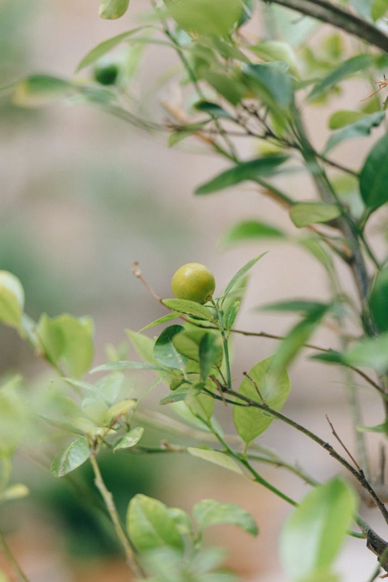 Close-up of a fresh green citrus fruit growing on a tree branch with lush leaves.