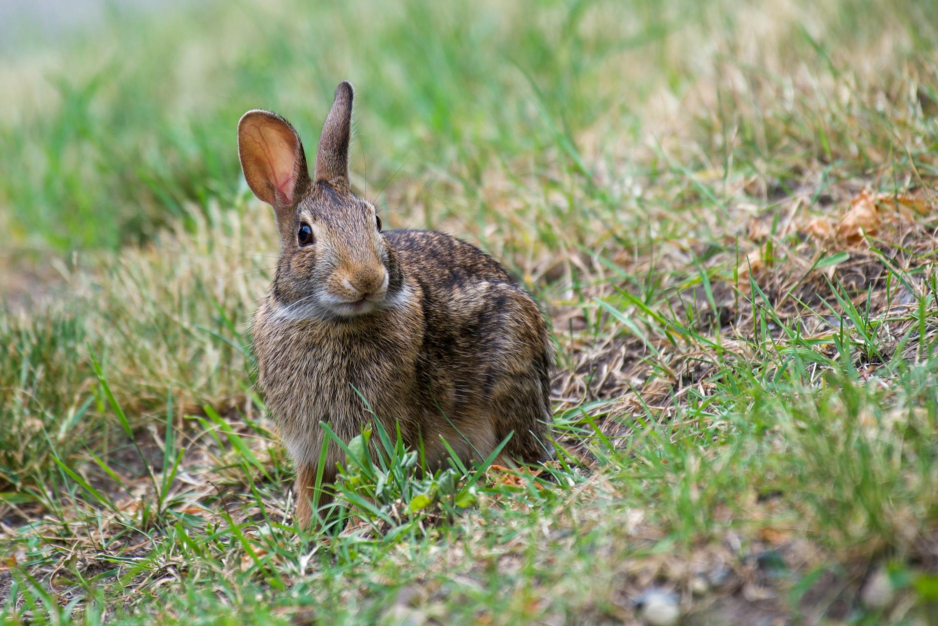 A cute wild rabbit sitting in lush green grass, showcasing natural wildlife beauty.