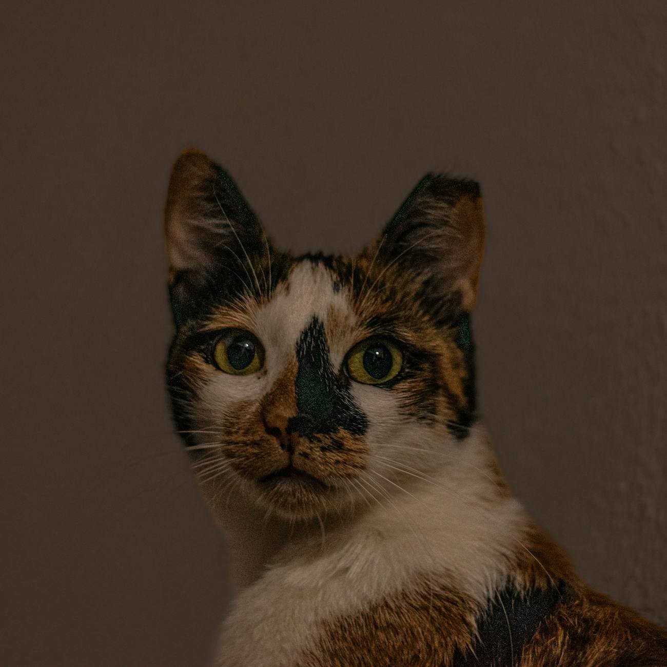 Pet Paradise: Ideas for Animal Lovers