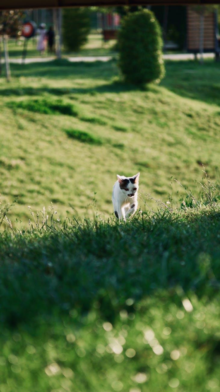 Adorable kitten playfully exploring a sunlit grassy meadow, capturing the essence of outdoor adventure.