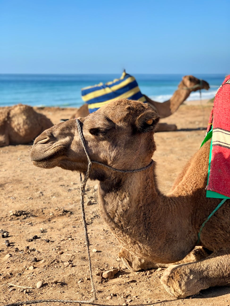 A relaxed camel enjoying the beach in Tangier, Morocco's scenic coastline.